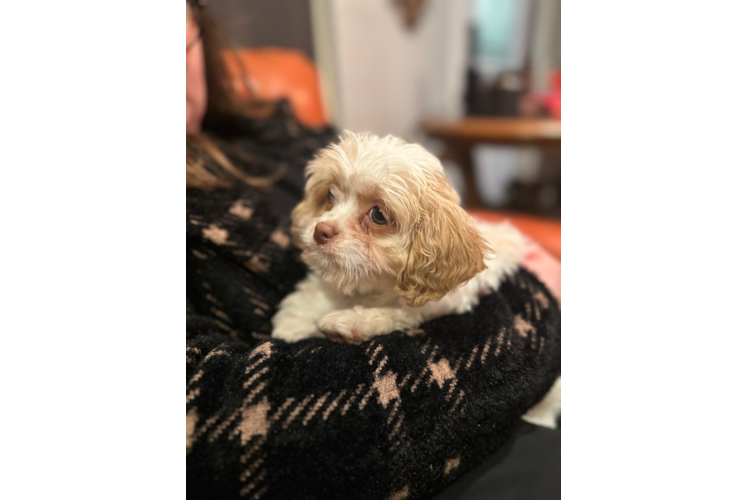 Cavapoo Puppy for Adoption