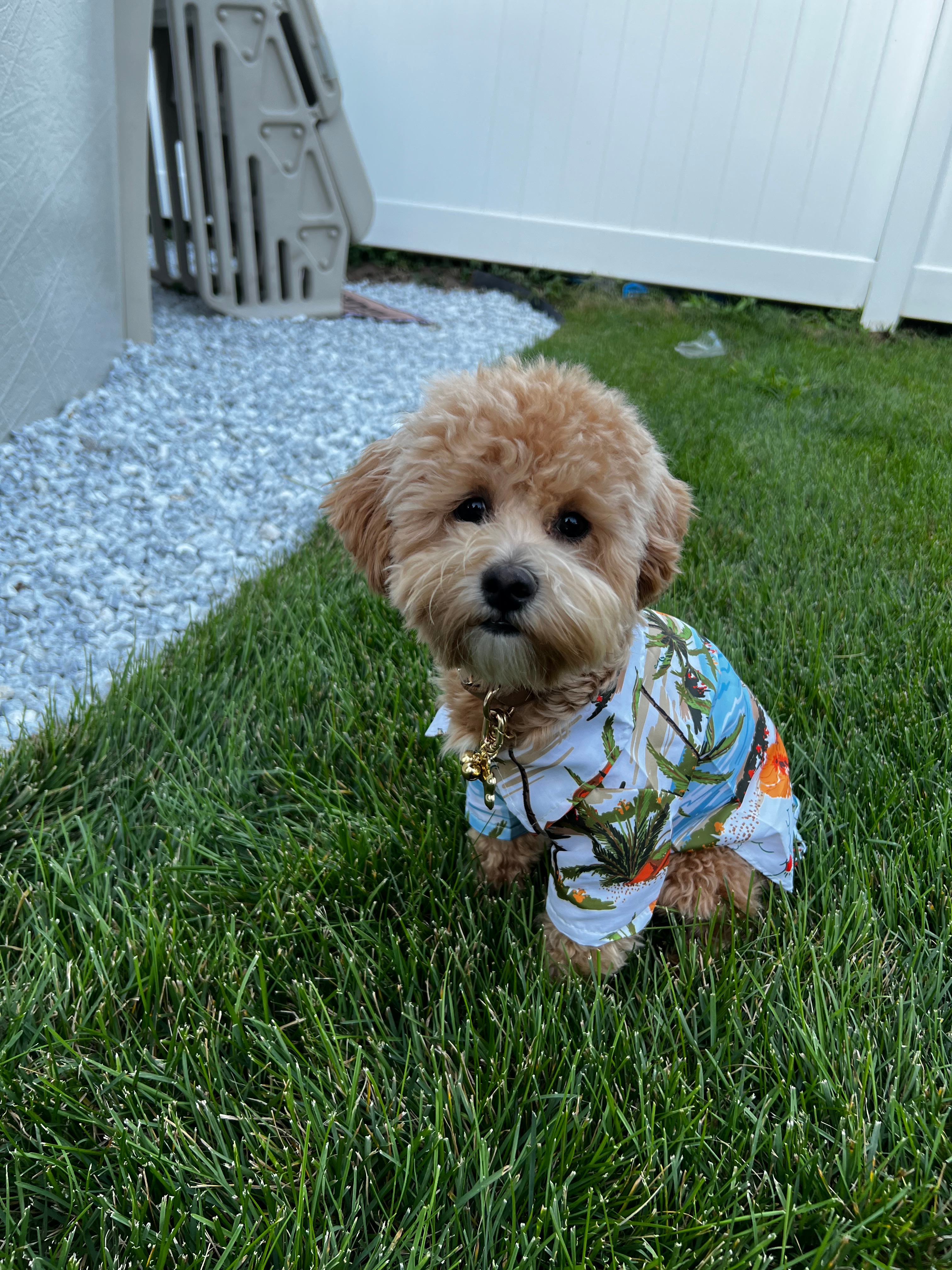 Maltipoo Pup Being Cute