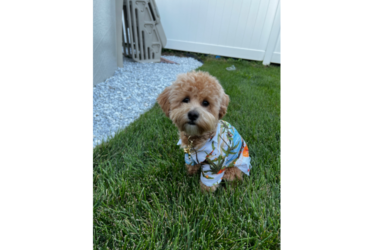 Maltipoo Pup Being Cute