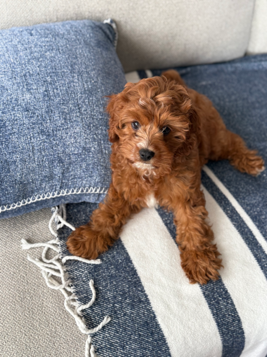 Cavapoo