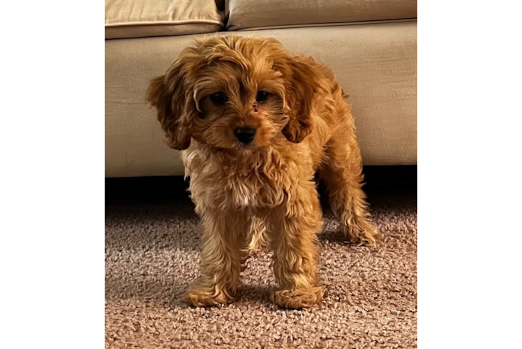 Cavapoo Pup Being Cute