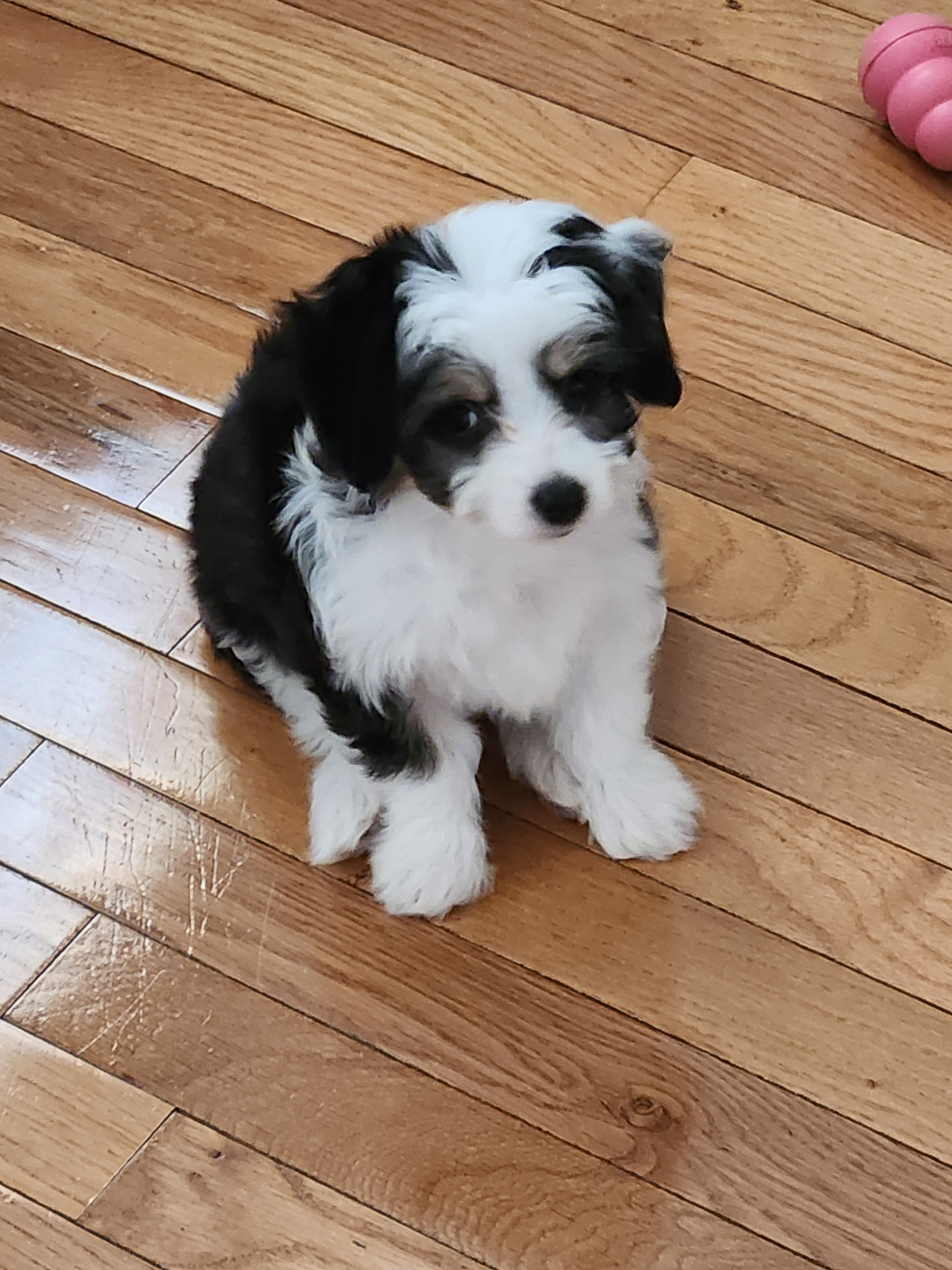 Fluffy Aussiechon Designer Pup