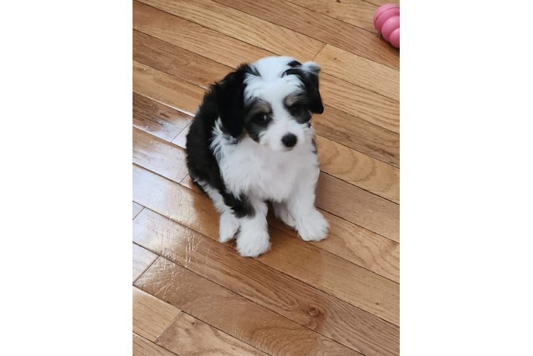 Fluffy Aussiechon Designer Pup