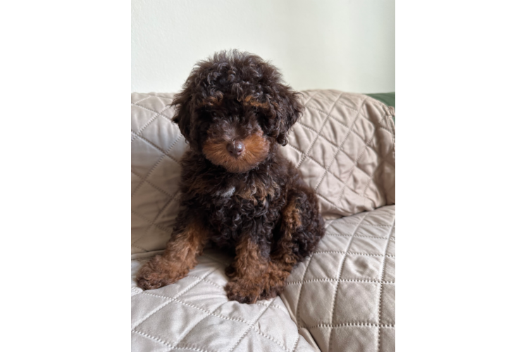Poodle Puppy for Adoption