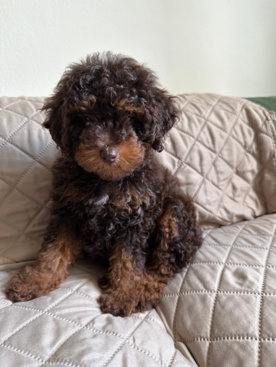 Poodle