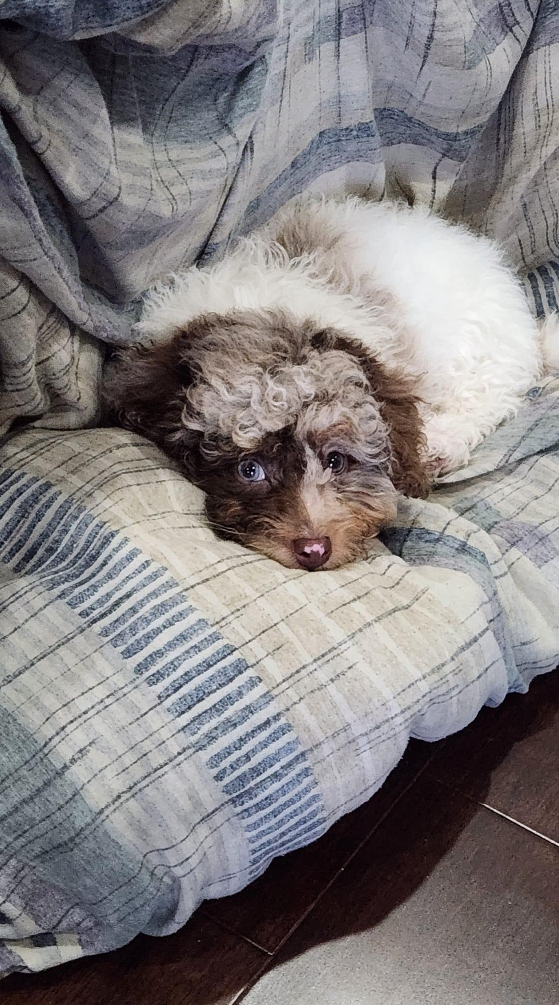 Mini Labradoodle Pup Being Cute