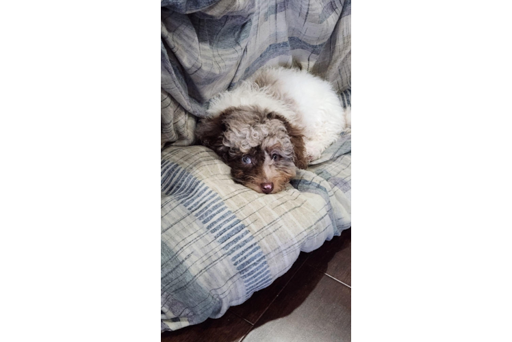 Mini Labradoodle Pup Being Cute