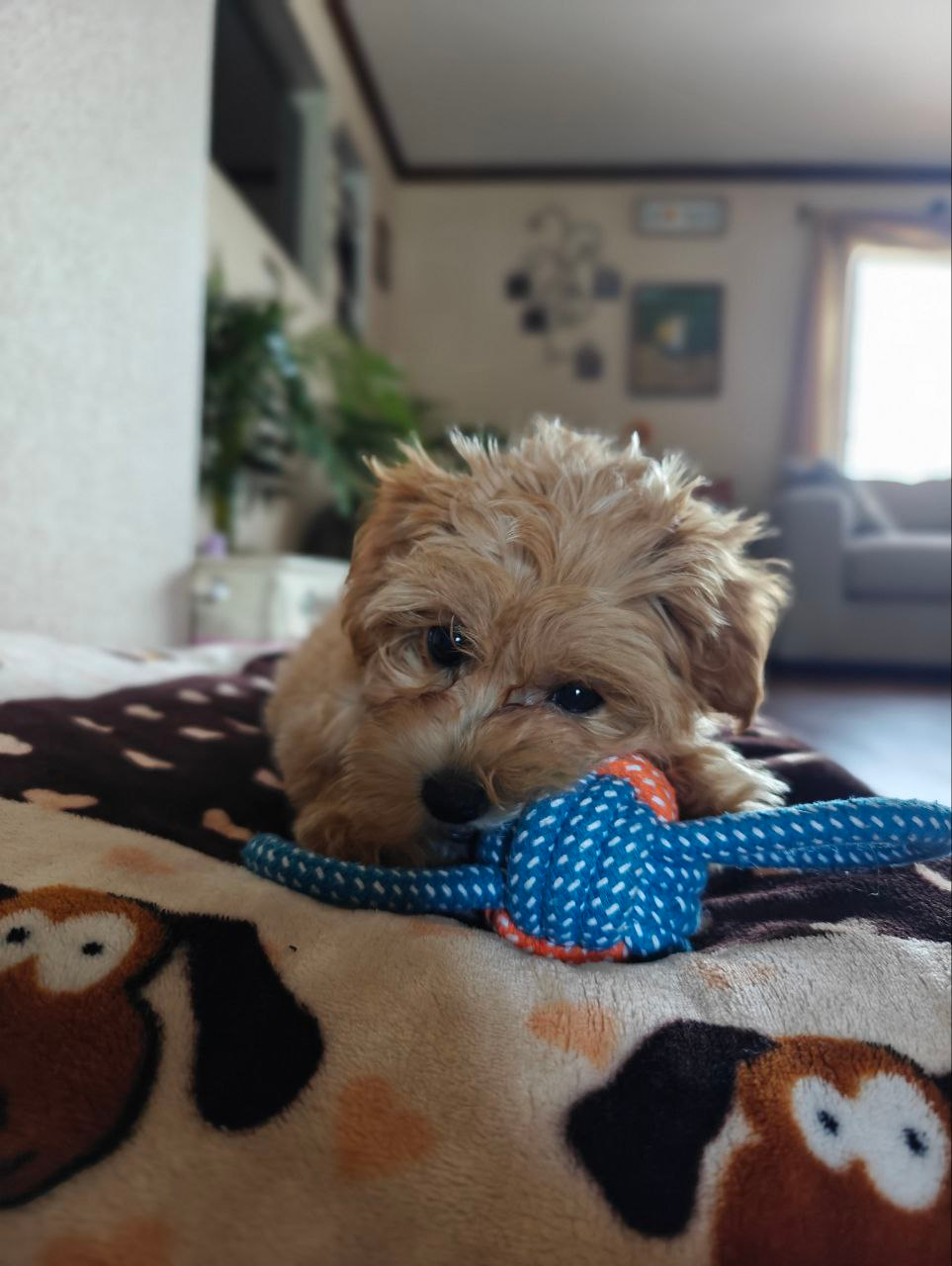 Maltipoo Pup Being Cute