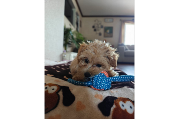 Maltipoo Pup Being Cute