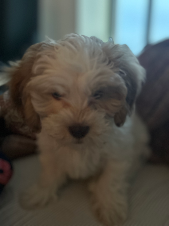 Shih Poo