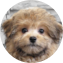 Pomapoo Puppy For Sale - Pilesgrove Pups Pomapoo Puppy For Sale - Pilesgrove Pups