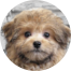 Pomapoo Puppies For Sale - Pilesgrove Pups Pomapoo Puppies For Sale - Pilesgrove Pups