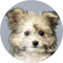Pomachon Puppy For Sale - Pilesgrove Pups Pomachon Puppy For Sale - Pilesgrove Pups