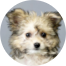 Pomachon Puppies For Sale - Pilesgrove Pups Pomachon Puppies For Sale - Pilesgrove Pups