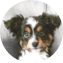 Mini Aussie Puppy For Sale - Pilesgrove Pups Mini Aussie Puppy For Sale - Pilesgrove Pups
