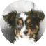 Mini Aussie Puppies For Sale - Pilesgrove Pups Mini Aussie Puppies For Sale - Pilesgrove Pups