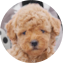 Poochon Puppy For Sale - Pilesgrove Pups Poochon Puppy For Sale - Pilesgrove Pups