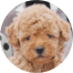 Poochon Puppies For Sale - Pilesgrove Pups Poochon Puppies For Sale - Pilesgrove Pups