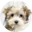 Havapoo Puppy For Sale - Pilesgrove Pups Havapoo Puppy For Sale - Pilesgrove Pups