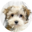 Havapoo Puppies For Sale - Pilesgrove Pups Havapoo Puppies For Sale - Pilesgrove Pups