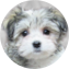 Havachon Puppy For Sale - Pilesgrove Pups Havachon Puppy For Sale - Pilesgrove Pups