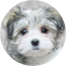 Havachon Puppies For Sale - Pilesgrove Pups Havachon Puppies For Sale - Pilesgrove Pups