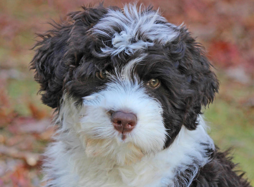 Portuguese Water Dog Puppy For Sale - Pilesgrove Pups