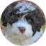 Portuguese Water Dog Puppy For Sale - Pilesgrove Pups Portuguese Water Dog Puppy For Sale - Pilesgrove Pups