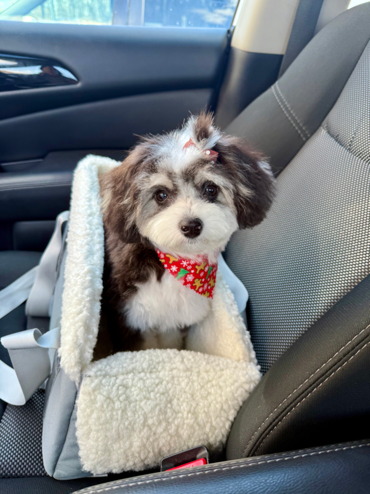 brown and white aussiechon girl sitting in a car