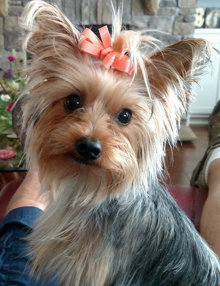 Cute Yorkshire Terrier Purebred Pup