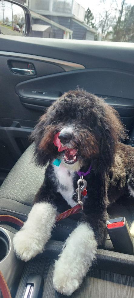 full grown mini sheepadoodle dog with black and white curly hair sitting in a car