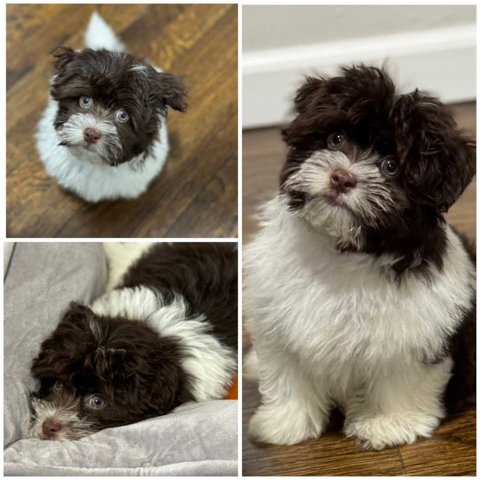 three separate images of a brown and white havanese puppy 