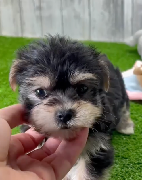 Cute Morkie Designer Pup