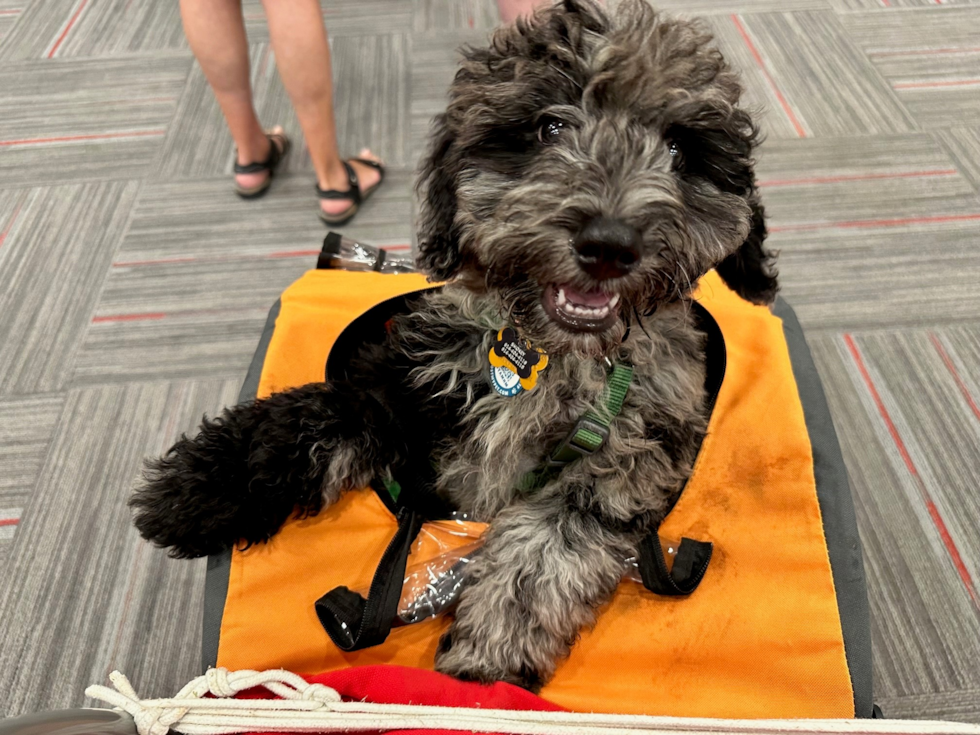 black and gray mini portidoodle with wavy hair