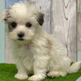 Cute Havachon Pup