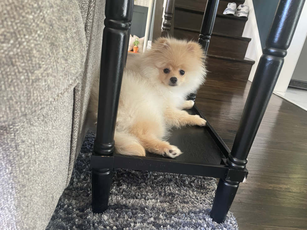 tan pomeranian sitting on the bottom part of a black table 