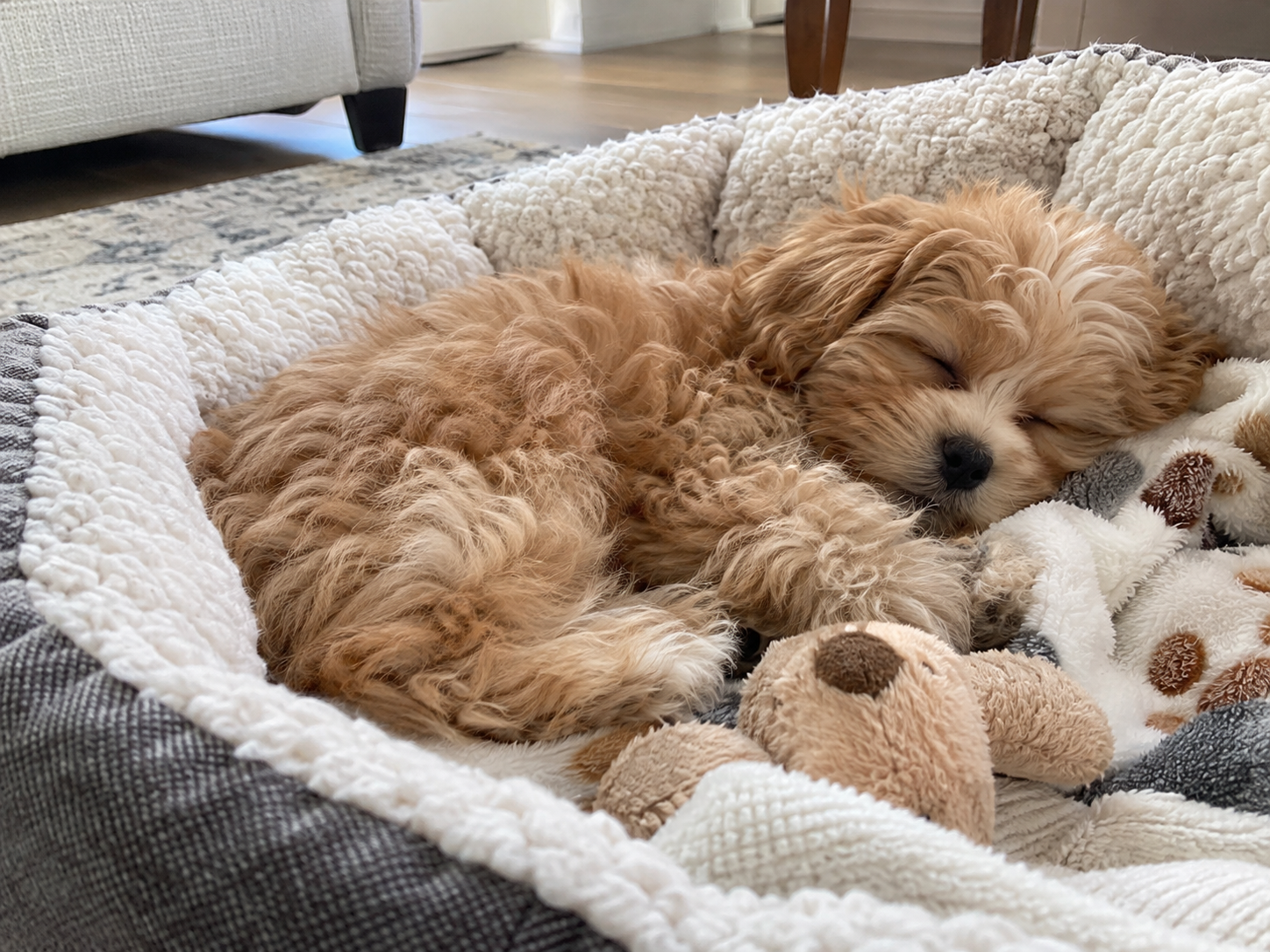Sleeping Pomapoo Puppy in a Cosy Bed
