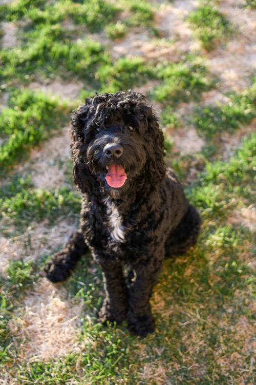 Cute Portuguese Water Dog Purebred Pup