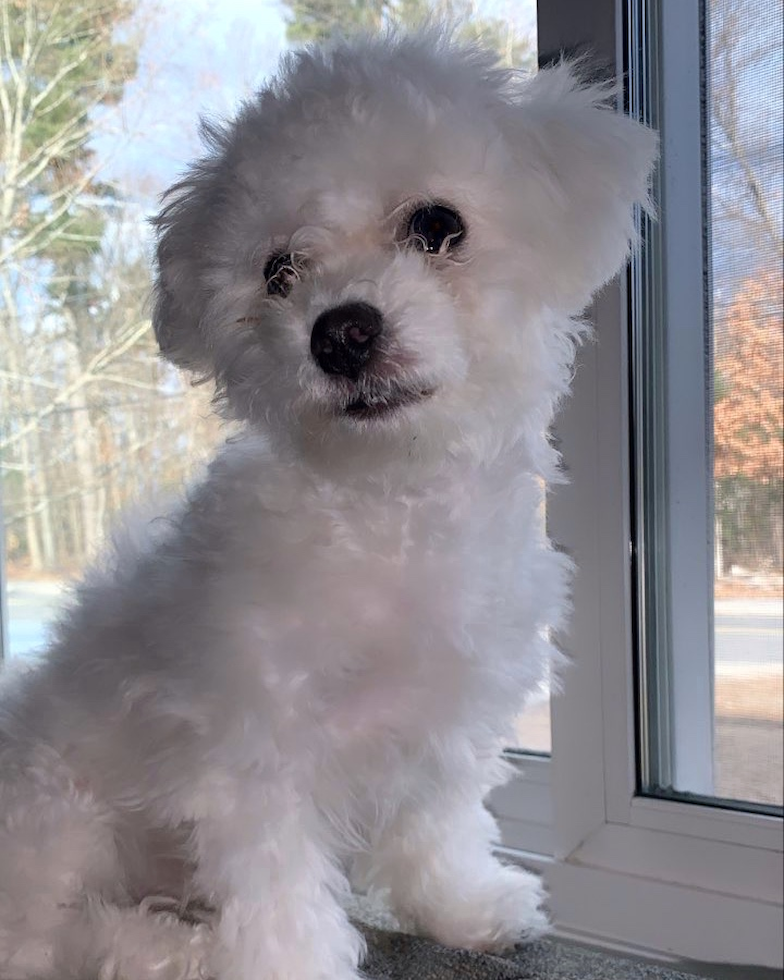 Cute Bichon Frise Purebred Pup