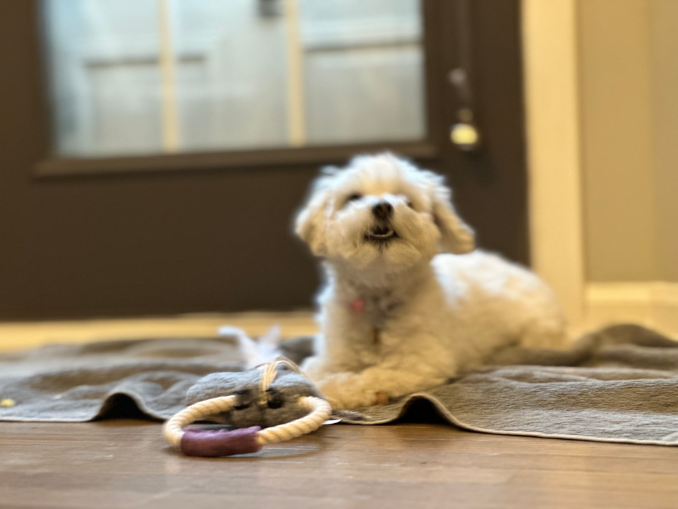 white havachon dog sitting on a rug next to a chew toy 