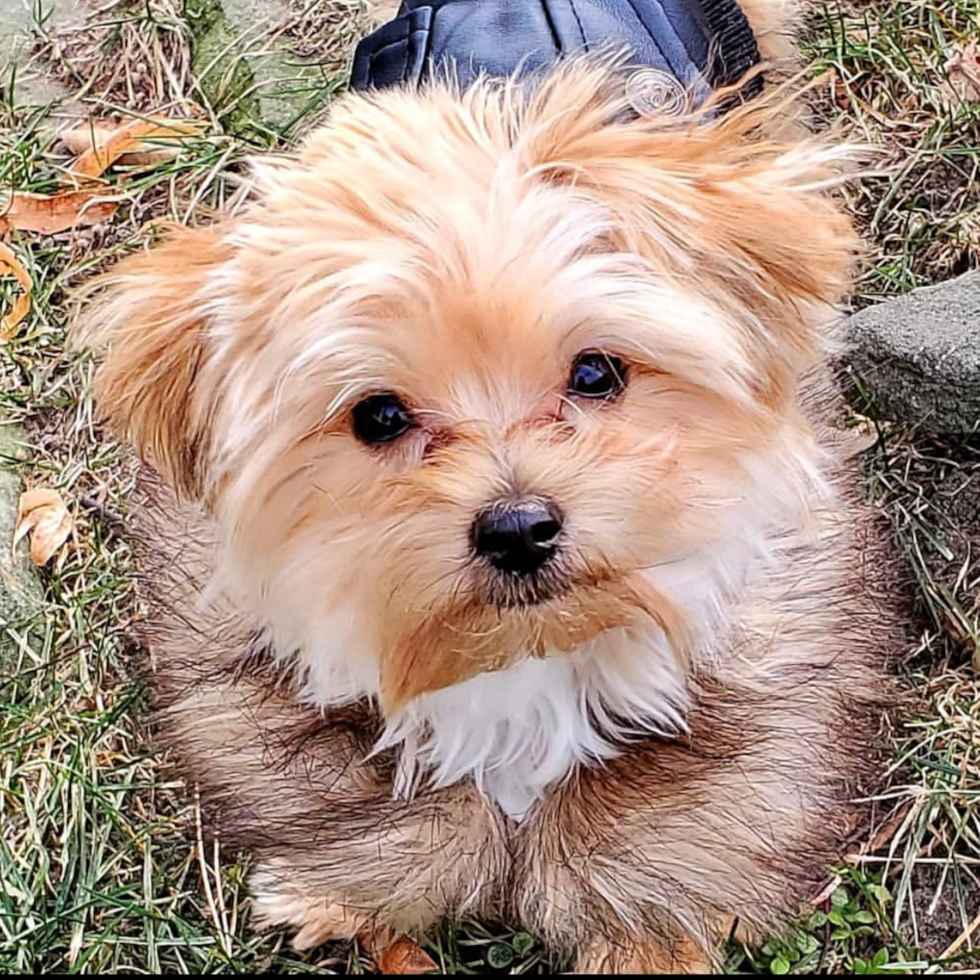 Cute Yorkshire Terrier Pup