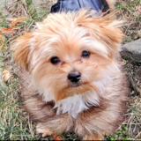 Cute Yorkshire Terrier Pup