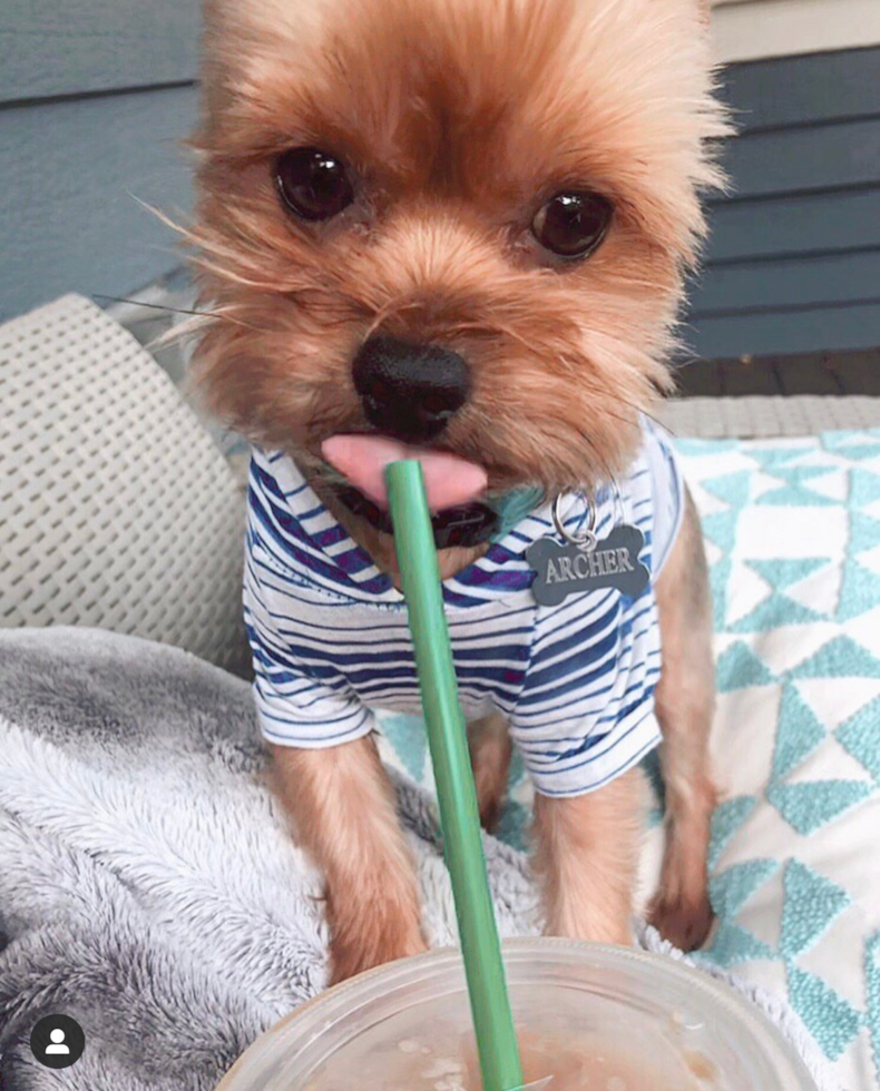 Cute Yorkie Purebred Pup