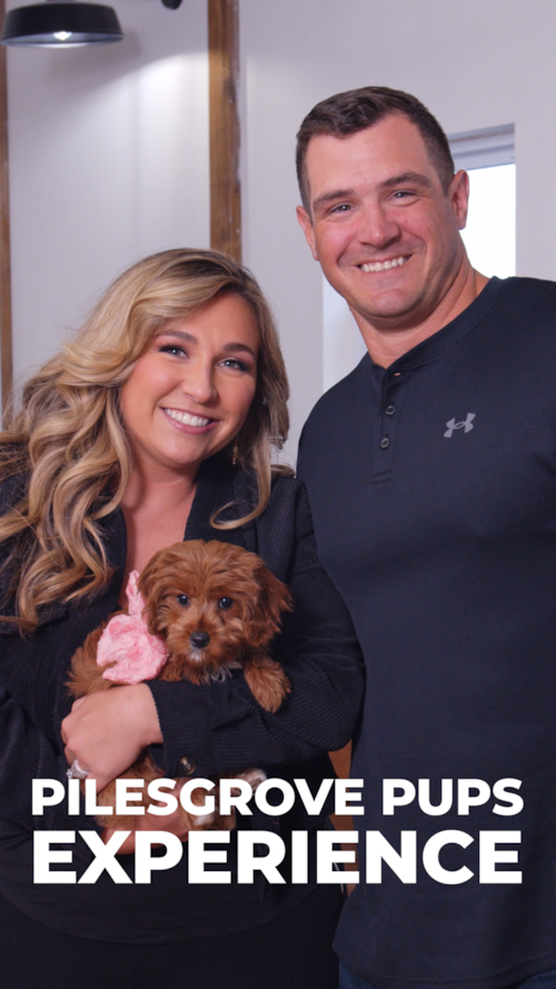 Pilesgrove Pups Cavapoo Puppies completing the perfect Pilesgrove Pups Experience🐶 Trending Video
