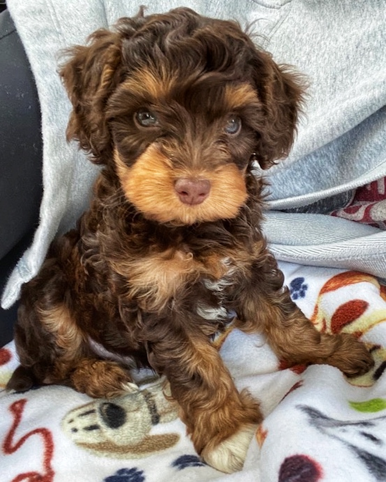 Cute Mini Aussiedoodle Pup