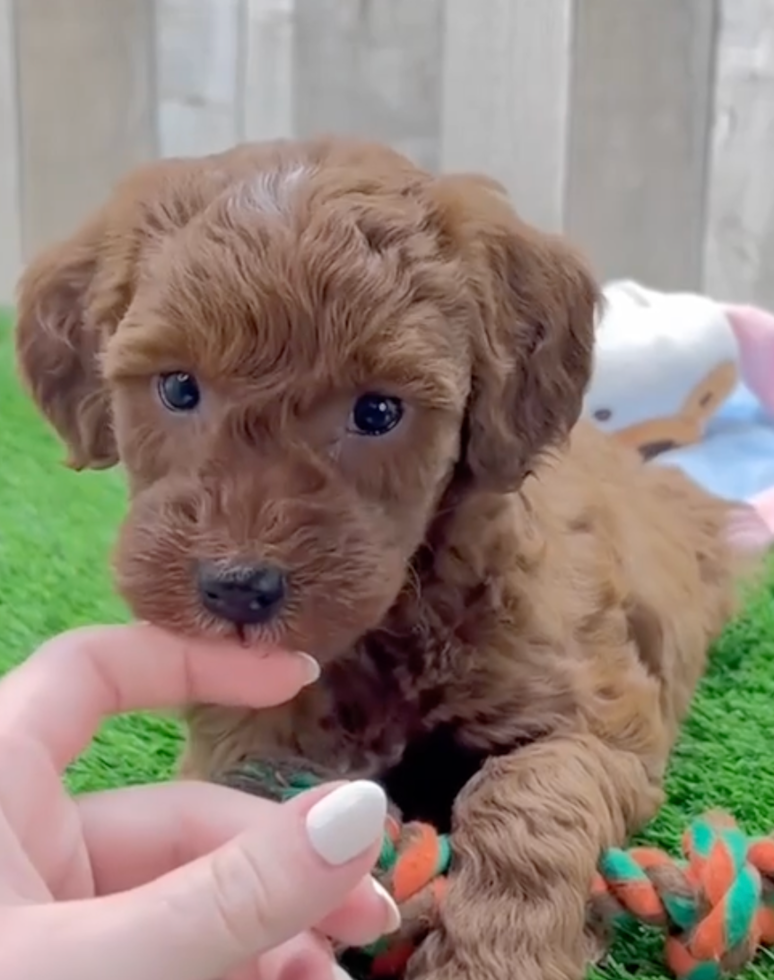 Cute Mini Irish Doodle Poodle Mix Pup