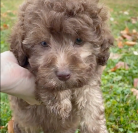 Labrapoo Puppies For Sale - Pilesgrove Pups