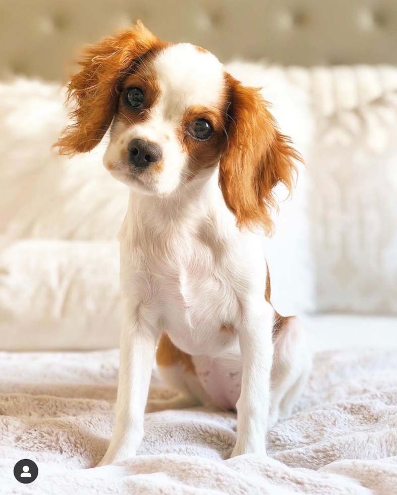 Cute Cavalier King Charles Spaniel Pup