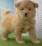 Little Mini Pomskydoodle Pup