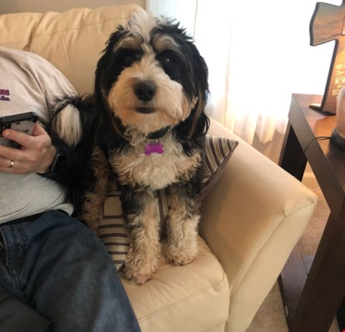 Cute Mini Bernedoodle Poodle Mix Pup